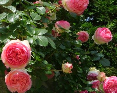 COPIE Rosa Pierre de Ronsard - Rosier grimpant Pierre de Ronsard : pot de 3 litres