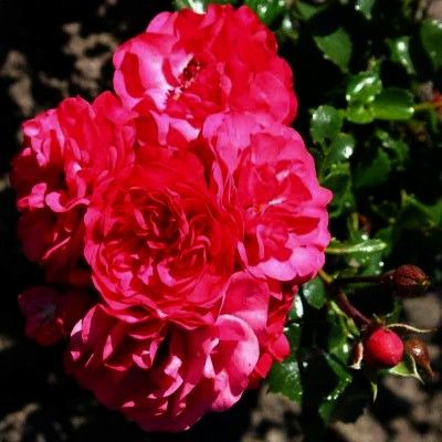 COP�E Rosa Sans Contraintes \'Toscana\'� - Rosier Sans Contraintes \'Toscana\'� : pot de 1,3 litres