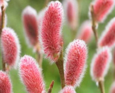 COPIE Salix chaenomeloides \'Mt Aso\' - Saule \'Mt Aso\'�: taille 40/+ cm - pot de 3 litres