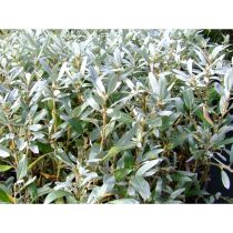 COPIE Salix helvetica - Saule des Alpes : taille 40/+ cm - pot de 3 litres