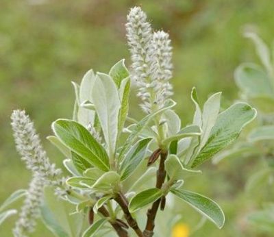 COPIE Salix helvetica - Saule des Alpes�: taille 40/+ cm - pot de 3 litres