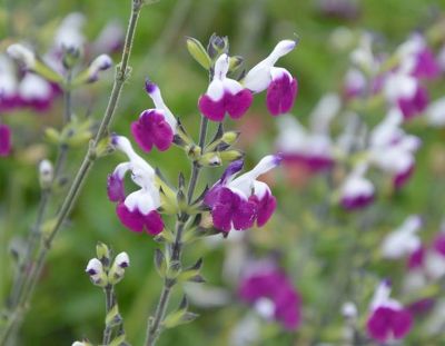  COPIE Salvia greggii \'Amethyst Lips\' / Sauge arbustive bicolore�: godet 9�9 cm � 0,6 litre