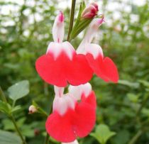  COPIE Salvia microphylla \'Hot Lips\' / Sauge de Graham, Sauge à petites feuilles : godet 9×9 cm  0,6 litre