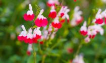  COPIE Salvia microphylla \'Hot Lips\' / Sauge de Graham, Sauge à petites feuilles : godet 9×9 cm  0,6 litre
