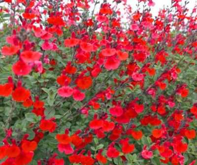 COPIE Salvia microphylla \'Royal Bumble\' / Sauge arbustive�: godet 9�9 cm � 0,6 litre