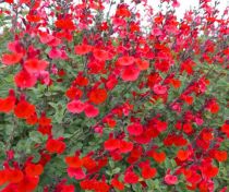 COPIE Salvia microphylla \'Royal Bumble\' / Sauge arbustive : godet 9×9 cm  0,6 litre