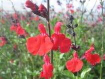 COPIE Salvia microphylla \'Royal Bumble\' / Sauge arbustive : godet 9×9 cm  0,6 litre