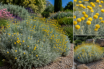 COPIE Santolina chamaecyparissus / Santoline argent&eacute;e&nbsp;: godet 9 cm �0/15 cm