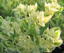 COPIE Sedum \'Frosty Morn\' - Orpin panaché : godet 9x9 cm &#8239;0,6 litre
