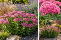COPIE Sedum �Herbstfreude� � Orpin d�automne rose : godet 9x9&nbsp;cm � 0,6&nbsp;litre