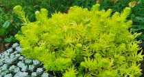 Plantes Dromadaires