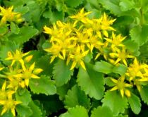 COPIE Sedum kamtschaticum - Orpin du Kamtchatka  : godet 9 × 9 cm  0,6 litre