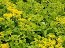 COPIE Sedum kamtschaticum - Orpin du Kamtchatka  : godet 9 × 9 cm  0,6 litre