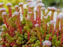 COPIE Sedum lydium / Orpin de Lydie : godet 9x9 cm  0,6 litre