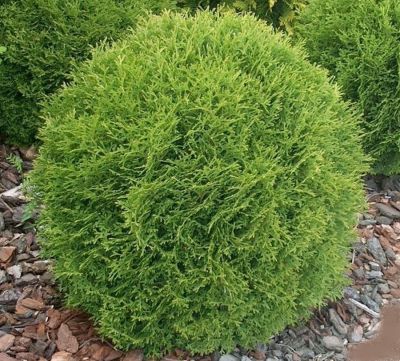 COPIE Thuja occidentalis �Danica� / Thuya du Canada �Danica� : taille 20/30 cm - pot de 2,5 litres
