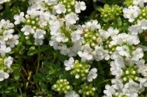 COPIE Thymus Serpyllum \'Snowdrift\' / Thym serpolet blanc : godet 9x9 cm  0,6 litre