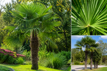COPIE Trachycarpus fortunei / Palmier chanvre : conteneur 3 litres � 40/60 cm