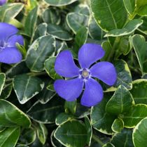 COPIE Vinca minor \'Ralph Shugert\' / Petite pervenche panachée : godet de 9x9 cm - 0,6 litre