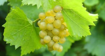 COPIE Vitis vinifera \'Bianca\' / Vigne \'Bianca\' : 30/40 cm - pot de 1.5� Litres