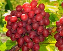 COPIE Vitis vinifera \'Vanessa\' / Vigne \'Vanessa\' : 30/40 cm - pot de 1.5 litres