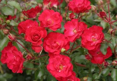 COPIER Rosa \'Korvillade\' Rotilia � - Rosier \'Korvillade\' Rotilia ��: pot de 1,3 litres