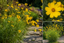 Coreopsis verticillata \'Zagreb\' : godet de 9x9 cm - 0,6 litre