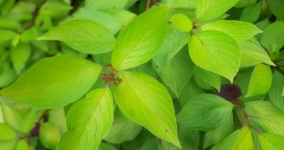 Cornouiller \'Alba Aur�a\' : Taille 60/80 cm - Pot de 3 litres