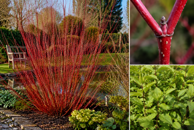 Cornouiller \'Alba Sibirica\' : taille 40/60 cm - Racines Nues