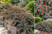 Cotoneaster atropurpureus \'Variegatus\' / Cotoneaster panach&eacute;&nbsp;: taille 30/40 cm - pot de 3 litres