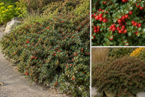 Cotoneaster coral beauty : Godet de 9x9 cm