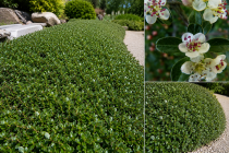 Cotoneaster Dammeri \ Major\  (remise quantitative) : taille 10/+ cm - godet de 9X9 cm