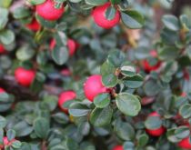 Cotoneaster procumbens Streib\'s Findling : taille 10/+cm - 20/+cm - 30/+cm