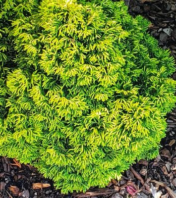 Cypr�s hinoki du Japon \'Butterball\' : taille 15/+ cm - pot de 2.5 litres