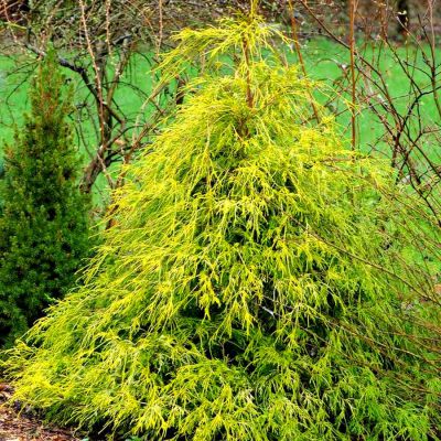 Cypr�s Sawara \'Filifera Aurea\' / Chamaecyparis pisifera \'Filifera Aurea\' : taille 20/30 cm - pot de 2.5 litres