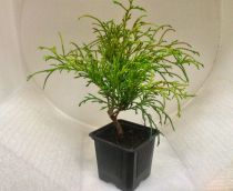 Cyprès Sawara \'Filifera gracilis\' / Chamaecyparis pisifera \'Filifera gracilis\' : taille 10/15 cm - godet 9x9 cm