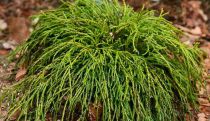 Cyprès Sawara \'Filifera gracilis\' / Chamaecyparis pisifera \'Filifera gracilis\' : taille 10/15 cm - godet 9x9 cm