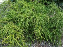 Cyprès Sawara \'Filifera Nana\' / Chamaecyparis pisifera \'Filifera Nana\' : taille 20/30 cm - pot de 3 litres