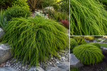 Cypr&egrave;s Sawara \'Filifera Nana\' / Chamaecyparis pisifera \'Filifera Nana\' : taille 20/30 cm - pot de 3 litres