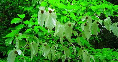 Davidia involucrata - Arbre � mouchoirs : taille 40/+ cm - godet de 9X9 cm