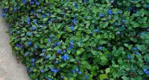 Dentelaire, Plumbago de Chine : godet de 9x9 cm - 0,6 litre