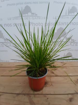 Deschampsia cespitosa - Canche cespiteuse : godet de 9 x 9 cm