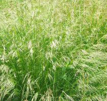 Deschampsia cespitosa - Canche cespiteuse : godet de 9 x 9 cm
