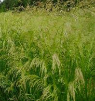 Deschampsia cespitosa - Canche cespiteuse : godet de 9 x 9 cm
