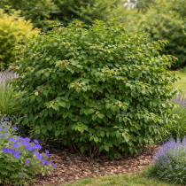 Deutzia scabra\'Plena\' : taille 60/+ cm - racines nues