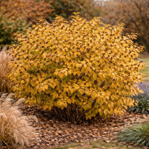 Deutzia scabra\'Plena\' : taille 60/+ cm - racines nues