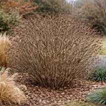 Deutzia scabra\'Plena\' : taille 60/+ cm - racines nues