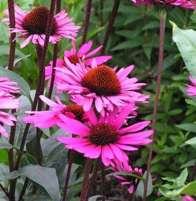 Echinacea purpurea \'Fatal Attraction\' : godet de 9x9 cm - 0,6 litre