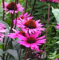 Echinacea purpurea \'Fatal Attraction\' : godet de 9x9 cm - 0,6 litre