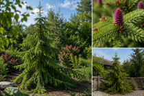 &Eacute;pic&eacute;a de Serbie - Picea omorika : taille 30/40 cm - Racines Nues