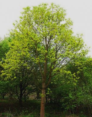 �rable � feuilles de fr�ne : taille 60/80 cm - Racines Nues�